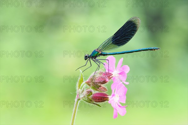 Banded demoiselle