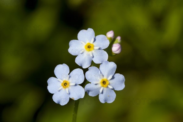 Wood forget-me-not