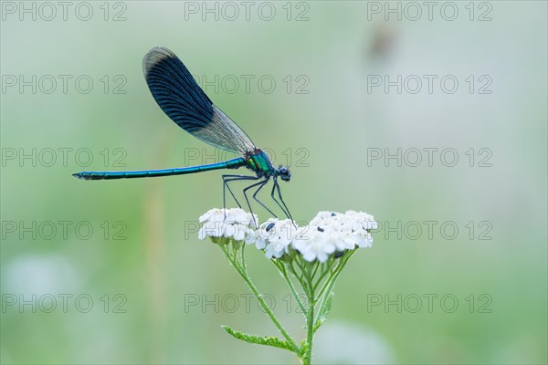 Banded demoiselle