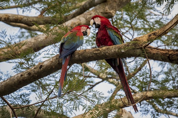 Red-and-green macaw