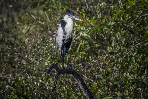 Cocoi Heron