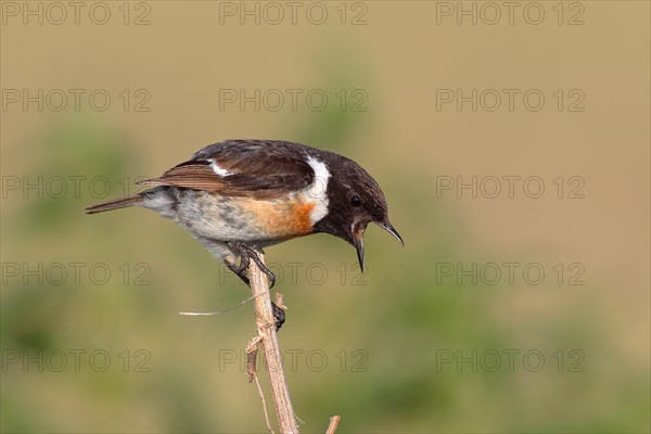 European stonechat