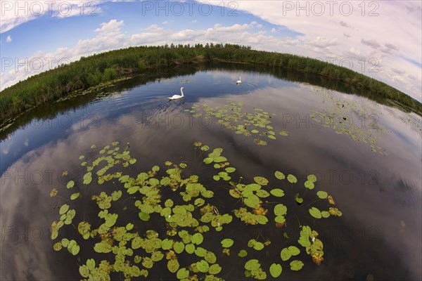 Two Mute swans