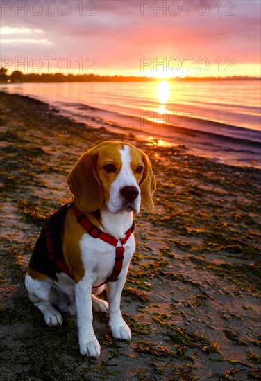 Beagle