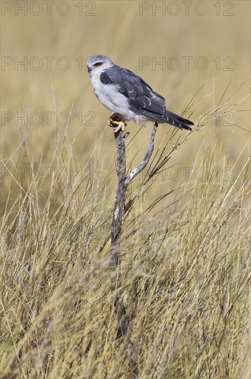 Black-winged Kite