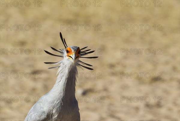 Secretary Bird