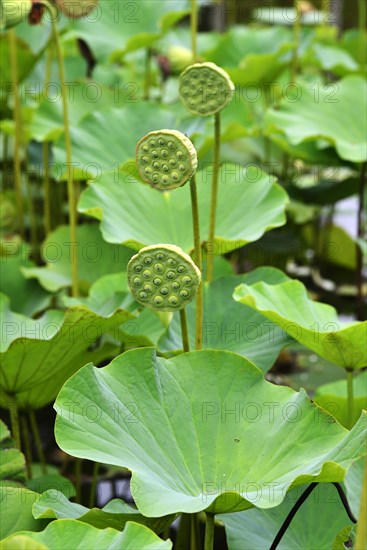 Lotusflower