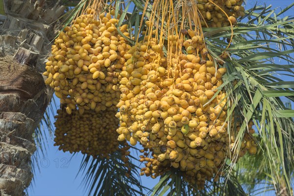 Ripe yellow fruits dates on date palm