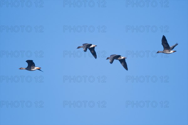 Bean Geese