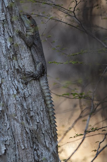 Collared iguanid lizard