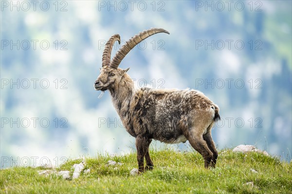 Alpine Ibex