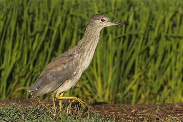 Black-crowned Night Heron