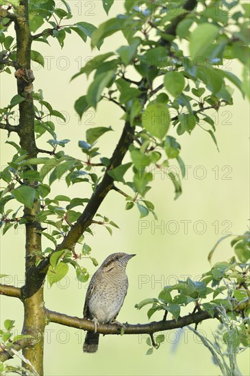 Eurasian wryneck