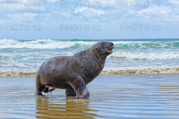 New Zealand sea lion