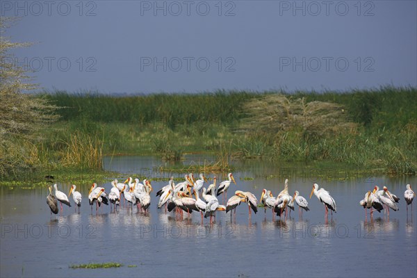 Yellow-billed storks