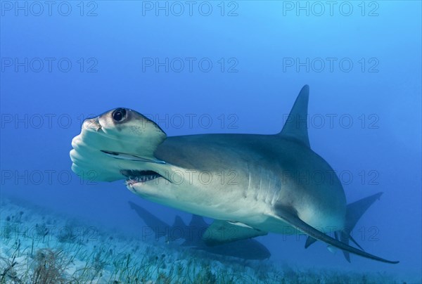 Great hammerhead