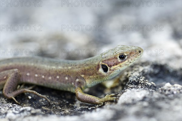 Viviparous lizard