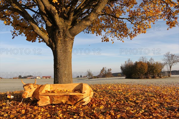 Bench carved into cow shape under Norway maple