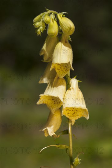 Yellow Foxglove