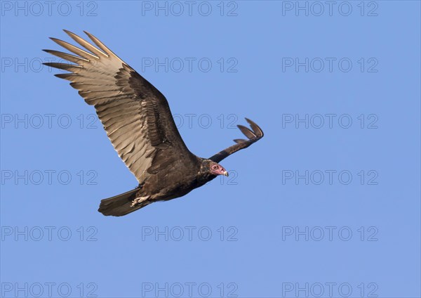 Turkey vulture