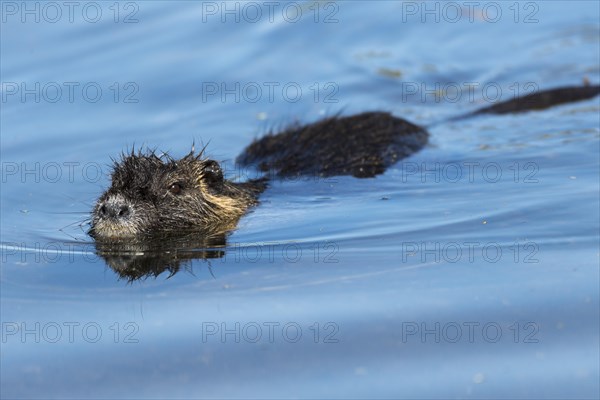 Nutria