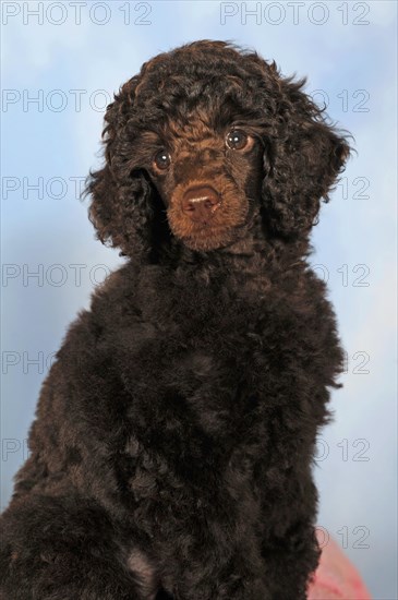 Miniature poodle