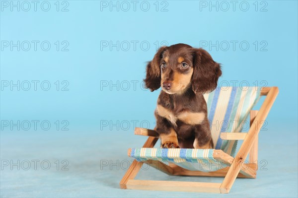 Long Haired Miniature Dachshund