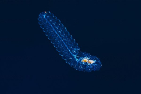 Colonial salp