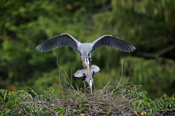 Great blue heron