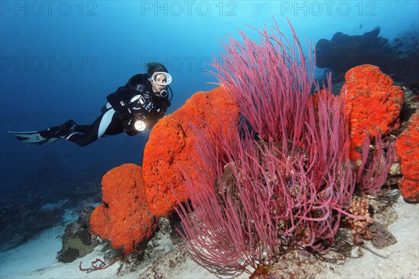 Diver is looking at the Orange elephant ear sponge