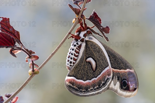 Glover's Silkmoth