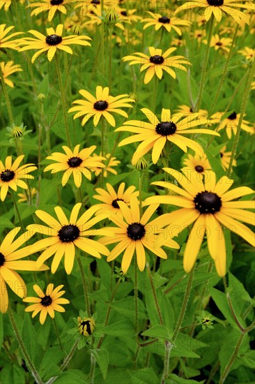 Orange coneflower