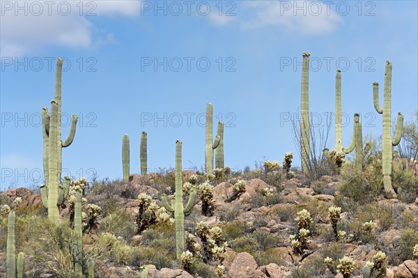 Saguaro Cacti