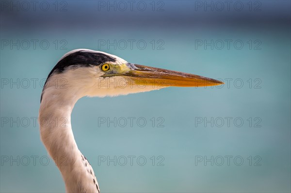 Grey herons