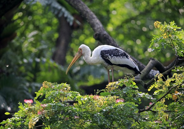 Painted stork