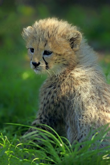 Sudan cheetah