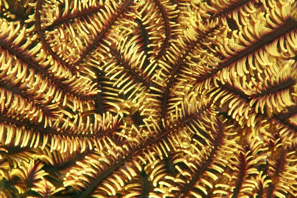 Variable bushy feather star