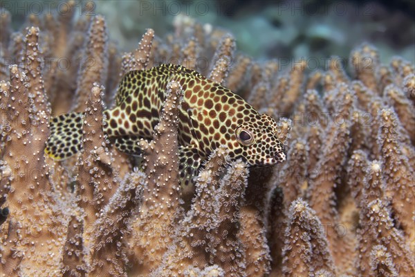 Honeycomb grouper