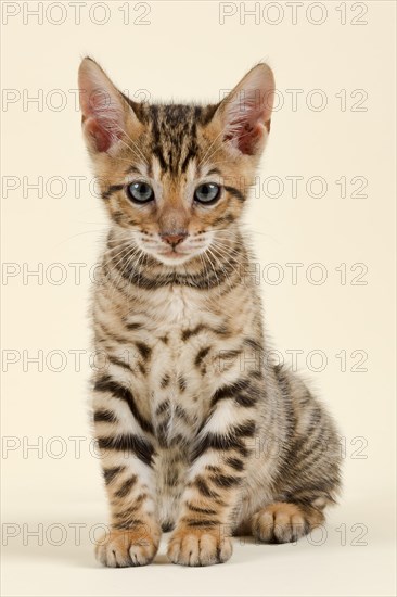 Pedigree cat Toyger