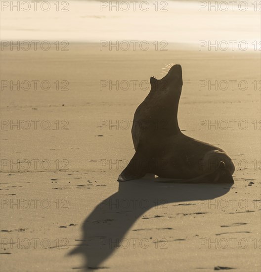 New Zealand Sea Lion