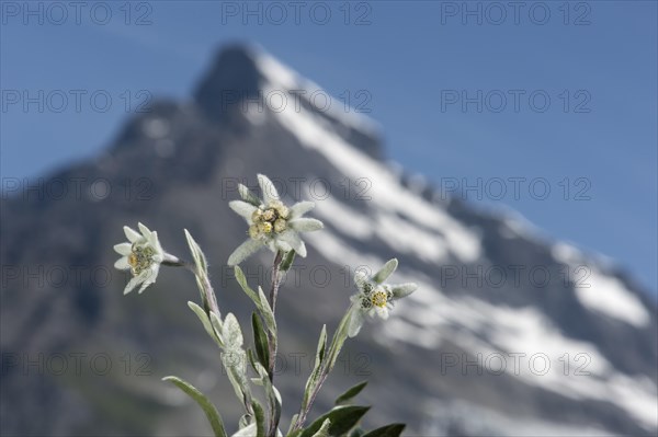 Edelweiss