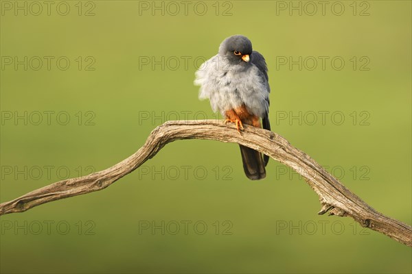 Red-footed Falcon