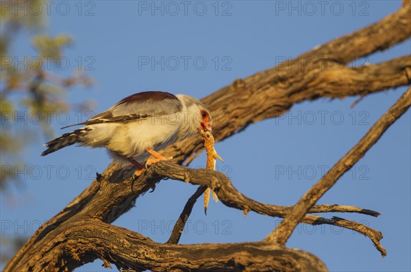 African Pygmy Falcon