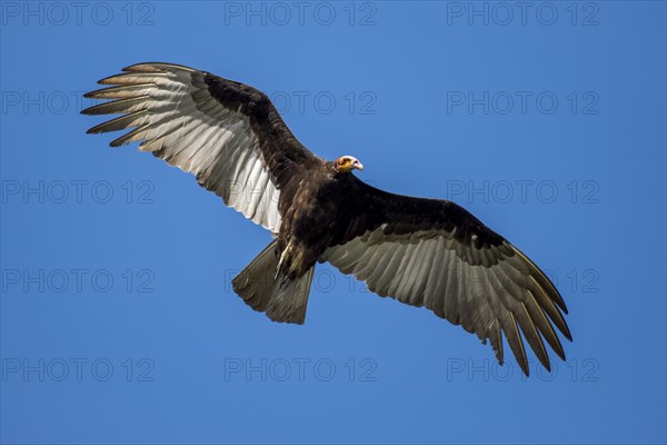 Lesser yellow-headed vulture