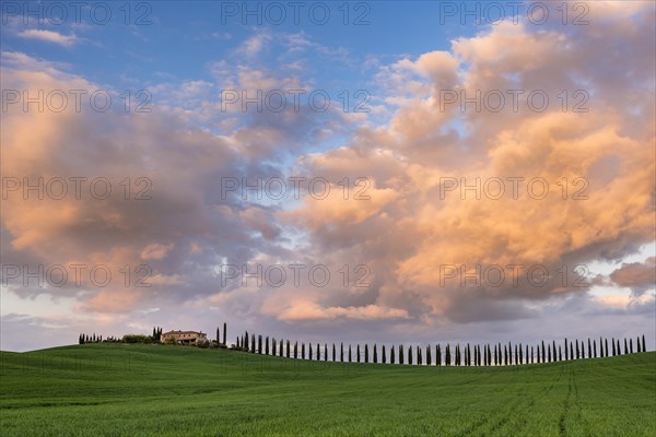 Country estate Poggio Covili with road lined with cypress trees