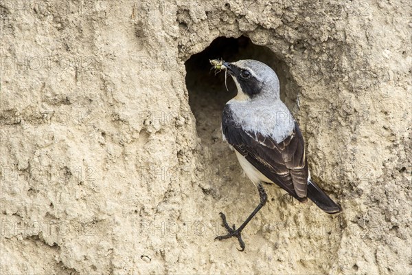 Northern wheatear