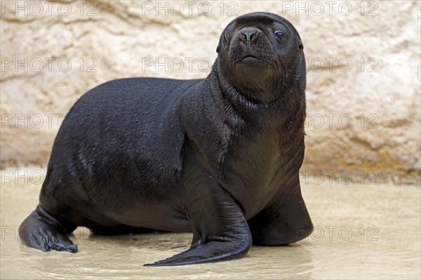 South American sea lion