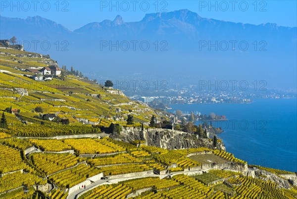 Vineyards in golden yellow autumn foliage over Lake Geneva