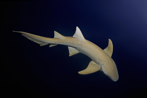 Tawny nurse shark