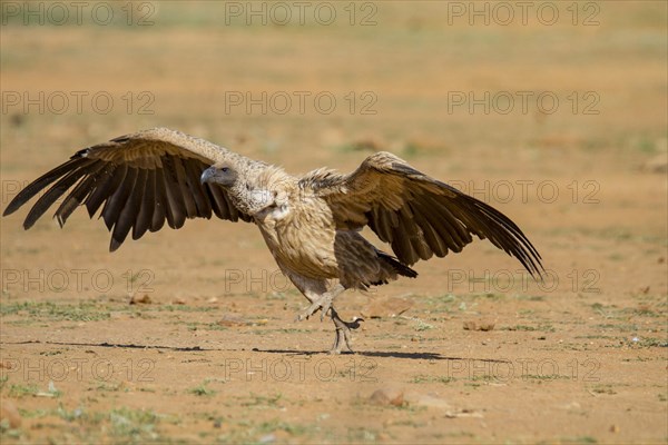 White-backed vulture